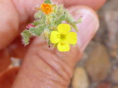 Camissoniopsis robusta