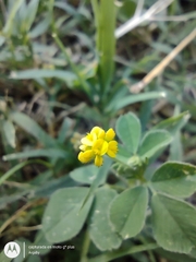 Medicago