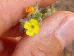Camissoniopsis robusta