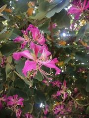 Bauhinia × blakeana