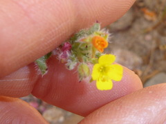 Camissoniopsis robusta