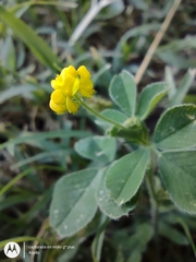 Medicago