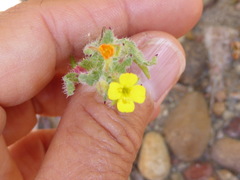 Camissoniopsis robusta