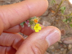 Camissoniopsis robusta