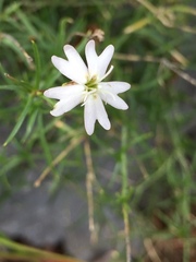 Silene saxifraga