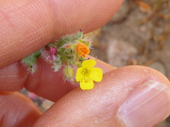 Camissoniopsis robusta