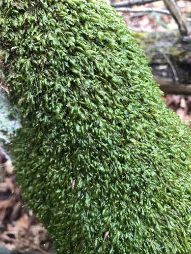 Paprastoji plokštenė nuotrauka