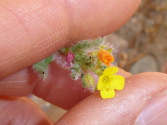 Camissoniopsis robusta