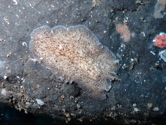 Pericelis cata