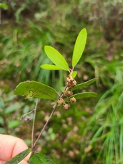 Pieris phillyreifolia