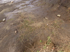 Juncus breweri