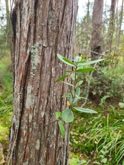 Pieris phillyreifolia