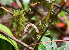 Acalypha platyphylla