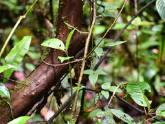 Acalypha platyphylla