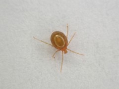 Erythraeoidea