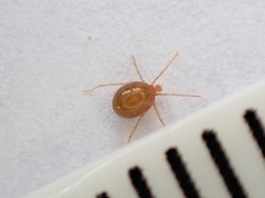 Erythraeoidea