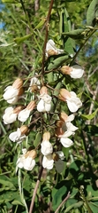 Robinia pseudoacacia