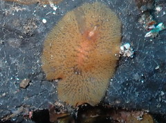 Planocera graffi