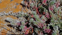 Chenolea diffusa