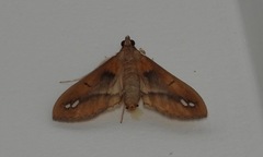 Diaphania fumosalis