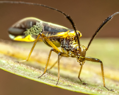 Dictyopsocus pennicornis
