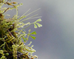 Elaphoglossum tripartitum