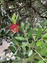 Metrosideros kermadecensis