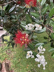 Metrosideros kermadecensis