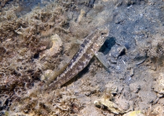 Gobius ophiocephalus