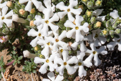 Junellia tridactylites