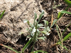 Hesperevax sparsiflora