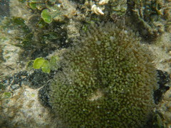 Stichodactyla helianthus
