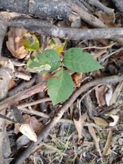 Toxicodendron radicans