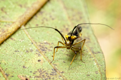 Dictyopsocus pennicornis