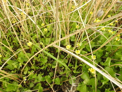 Ranunculus platensis