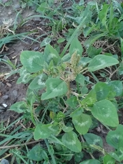 Amaranthus hybridus quitensis