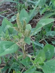 Amaranthus hybridus quitensis