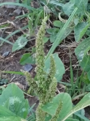 Amaranthus hybridus quitensis