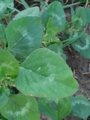 Amaranthus hybridus quitensis