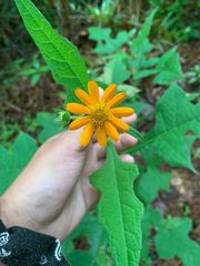 Smallanthus oaxacanus