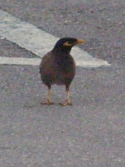 Acridotheres tristis