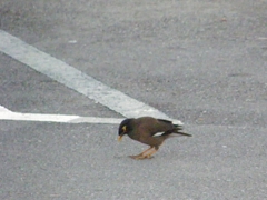 Acridotheres tristis