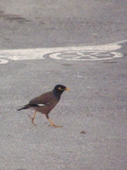 Acridotheres tristis