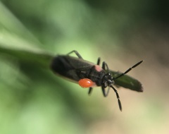 Acroleucus coxalis