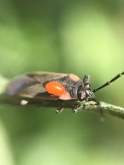 Acroleucus coxalis