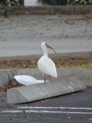 Eudocimus albus
