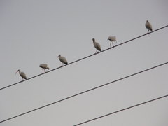 Eudocimus albus