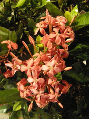 Ixora