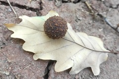 Cynips quercus