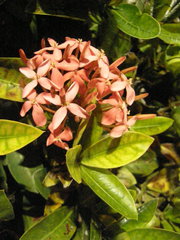 Ixora